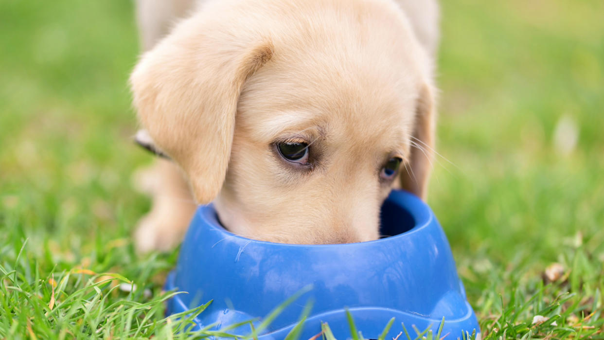  Labrador dog eating from blue food bowl. 