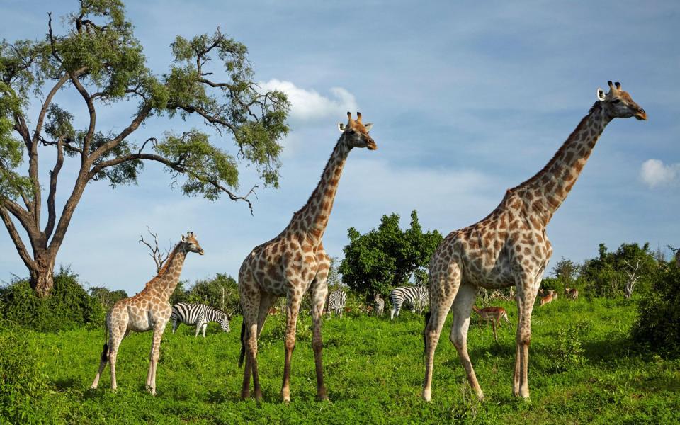 Giraffes, Botswana, Africa