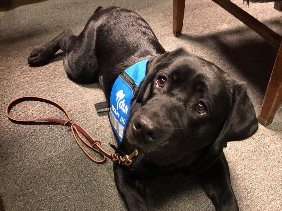 Hattie the comfort dog