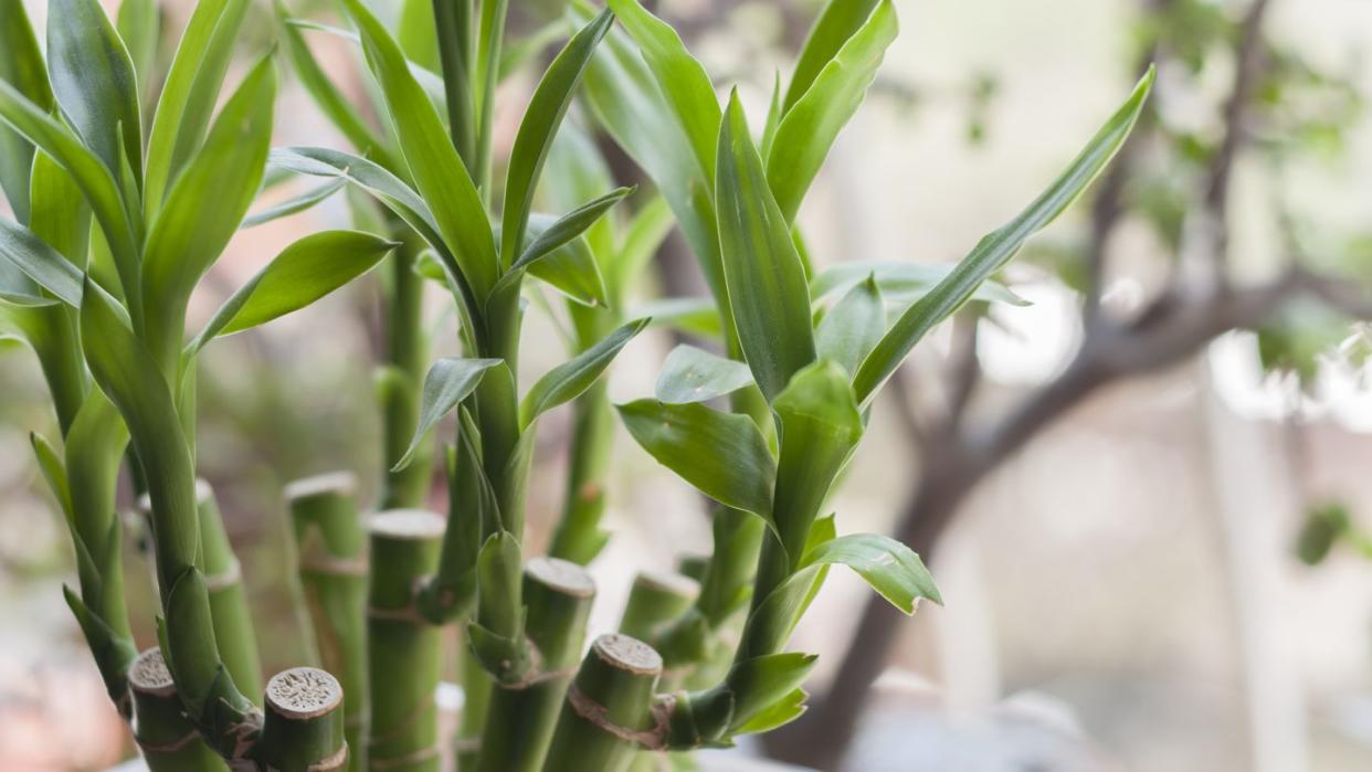 lucky bamboo dracaena sanderiana plant in a vase at home