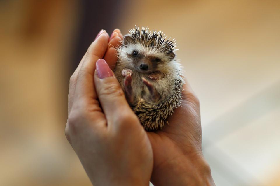 A woman holds a hedgehog at the Harry hedgehog cafe in Tokyo, Japan, April 5, 2016. In a new animal-themed cafe, 20 to 30 hedgehogs of different breeds scrabble and snooze in glass tanks in Tokyo's Roppongi entertainment district. Customers have been queuing to play with the prickly mammals, which have long been sold in Japan as pets. The cafe's name Harry alludes to the Japanese word for hedgehog, harinezumi. REUTERS/Thomas Peter