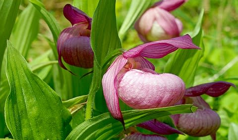 Cypripedium macranthos-large flowered cypripedium 