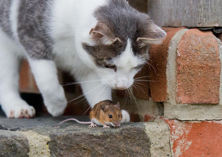 Un gato juega con un ratón en Alemania el 20 de diciembre de 2014