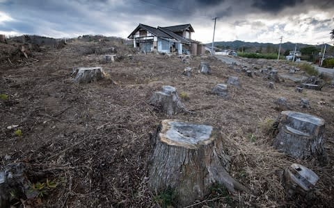 Tree stumps on land that has been decontaminated in Namie Town - Credit: Simon Townsley
