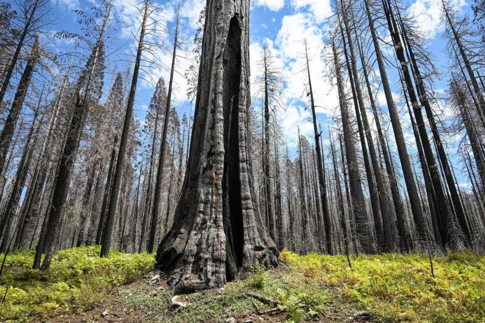 A dead giant sequoia tree, center, likely to have been more than 1,000 years old, still stands among thousands of dead trees in a closed section of the Redwood Mountain Grove area of Kings Canyon National Park on Thursday, Aug. 24, 2023. NPS officials estimated that about 400-acres of the grove burned at a high-intensity during the 2021 KNP Complex Fire killing 90 percent of those trees.