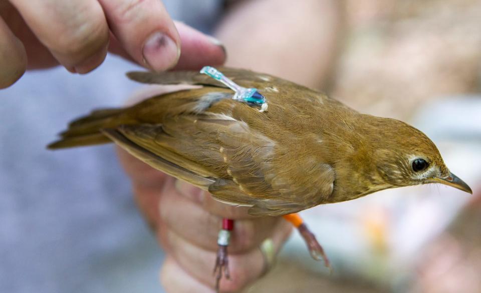 A geolocator rests on the back of a veery caught in White Clay Creek State Park on Monday morning.