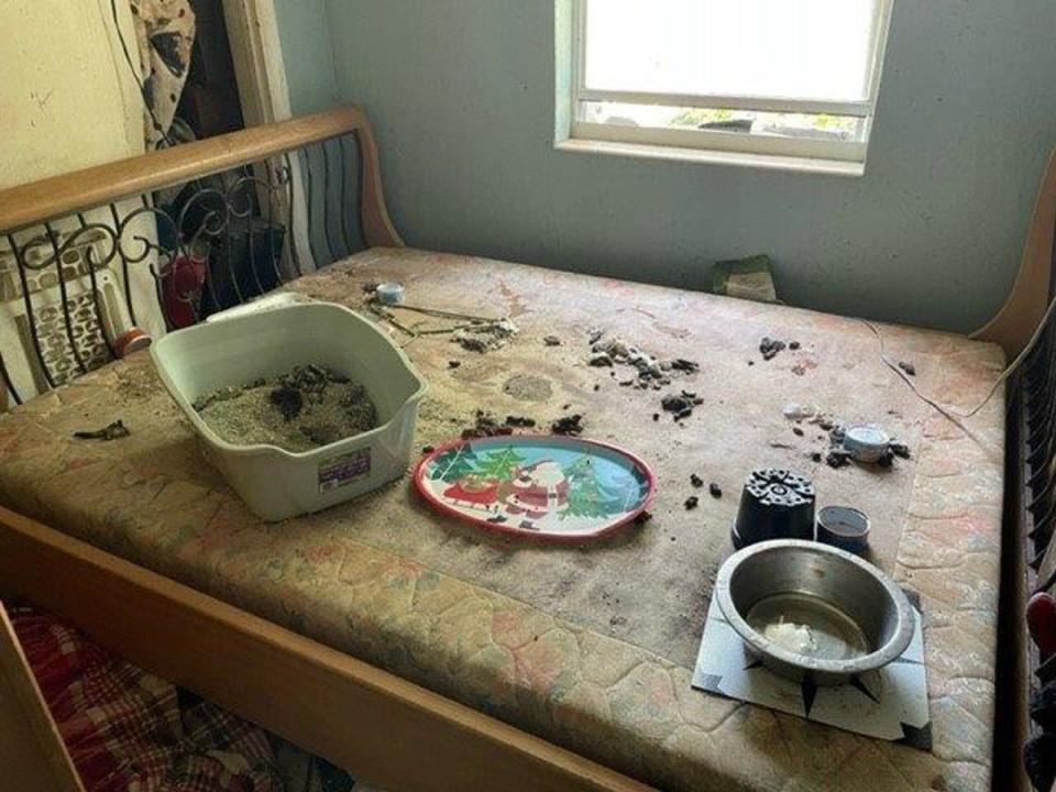 Police say they found overflowing litter boxes, pictured, in Catherine Briley’s home (Polk County Sheriff’s Office)