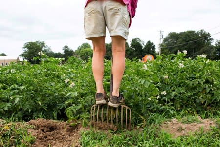 Marilee Foster of Foster Farm harvests potatoes on her family farm in Sagaponack