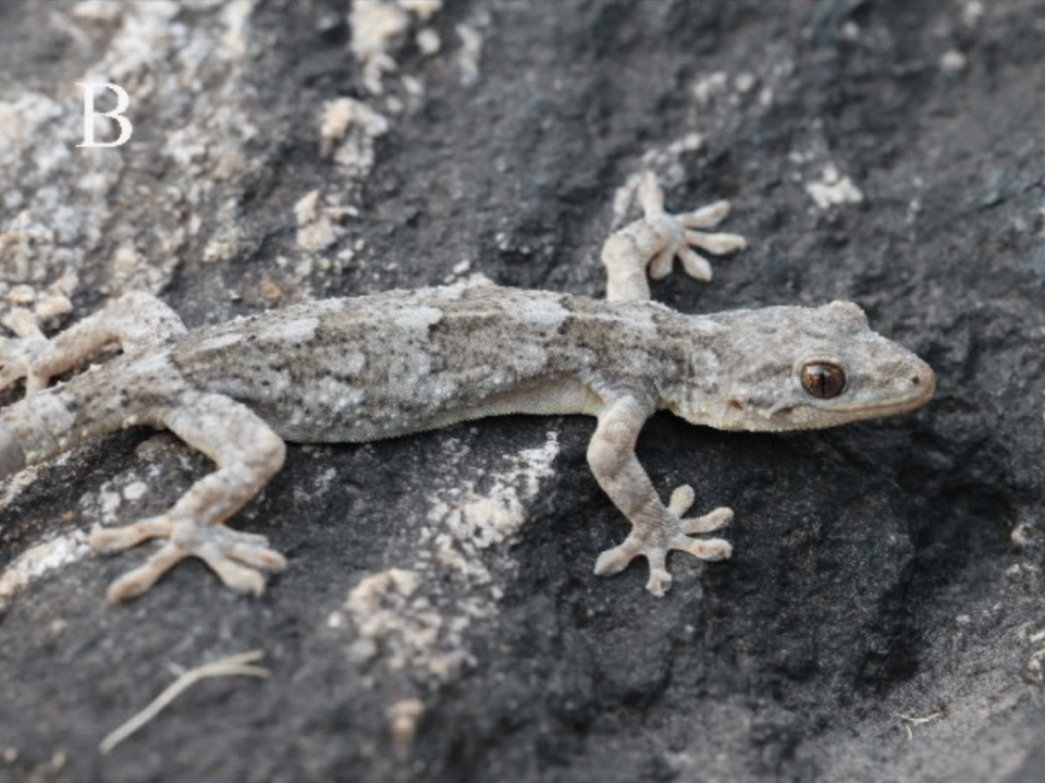 A Gekko kaiyai, or Dabie Mountains gecko, perched on a rock.