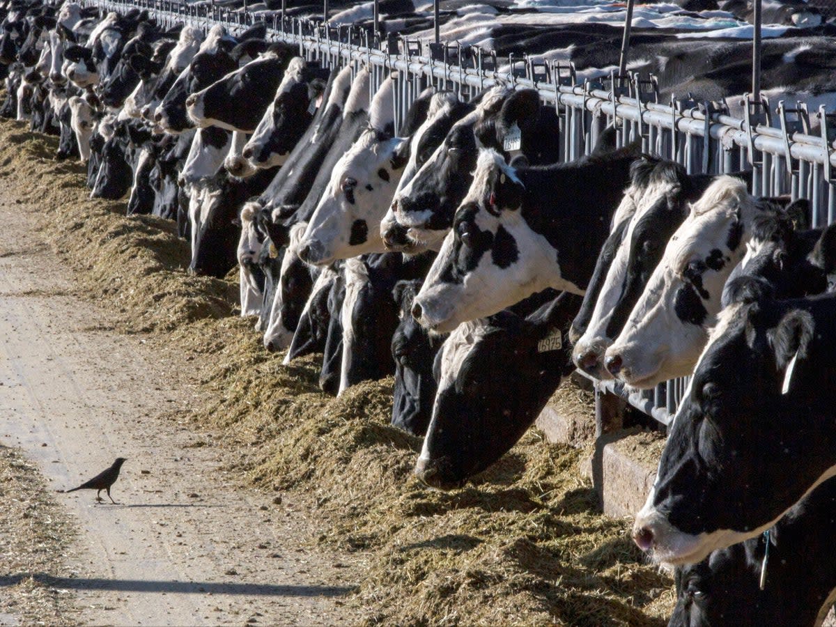 Dairy cattle feed near Vado, New Mexico, in March 2017 (AP/Rodrigo Abd)