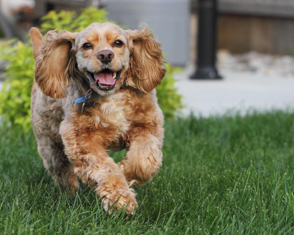 Cocker Spaniel