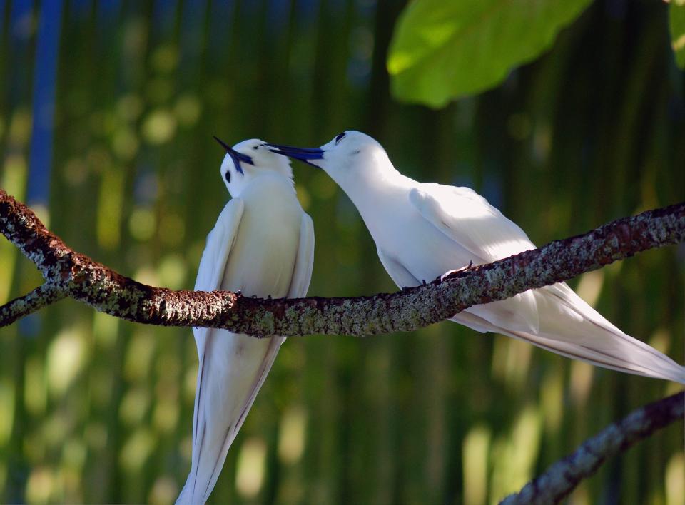 White Terns at Palmyra Atoll.Courtesy of The Nature Conservancy / Kydd Pollok