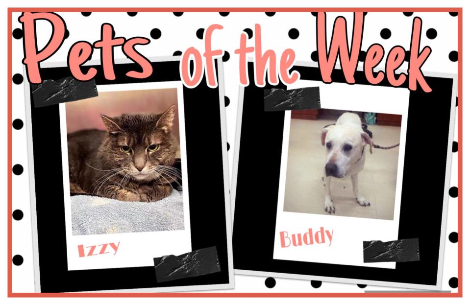 Pets of the Week: Izzy and Buddy