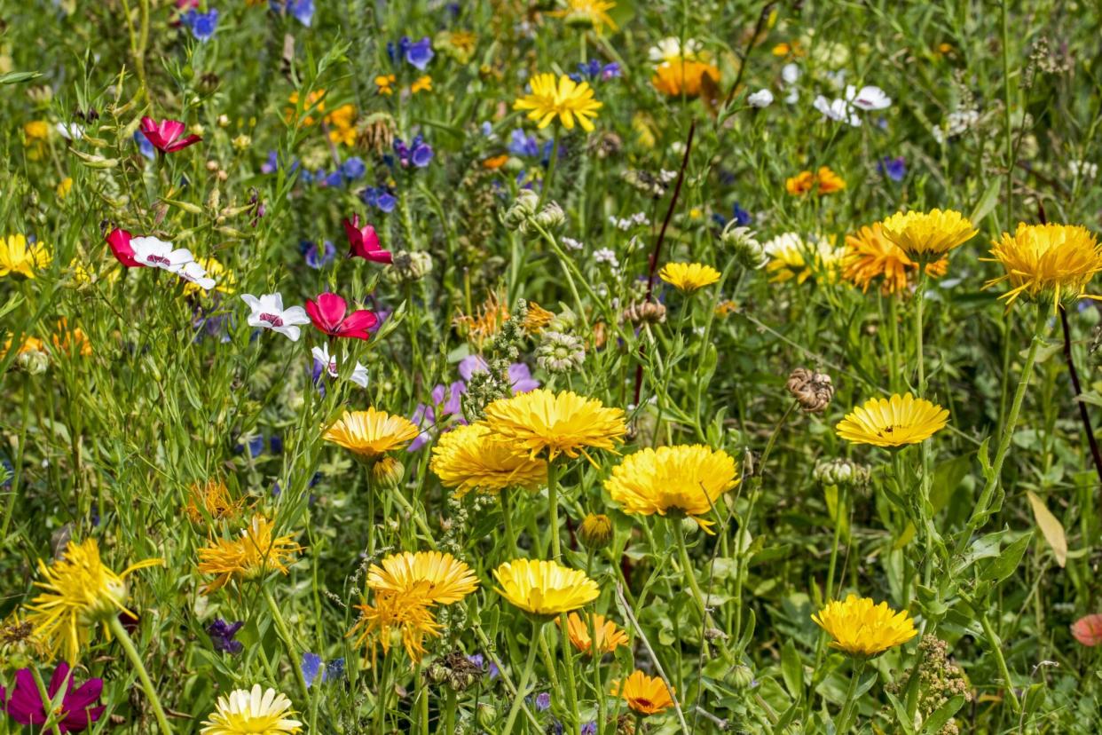 Mixture of colorful wildflowers