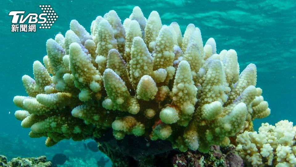 大堡礁出現大規模珊瑚礁白化情形。（圖／達志影像美聯社）