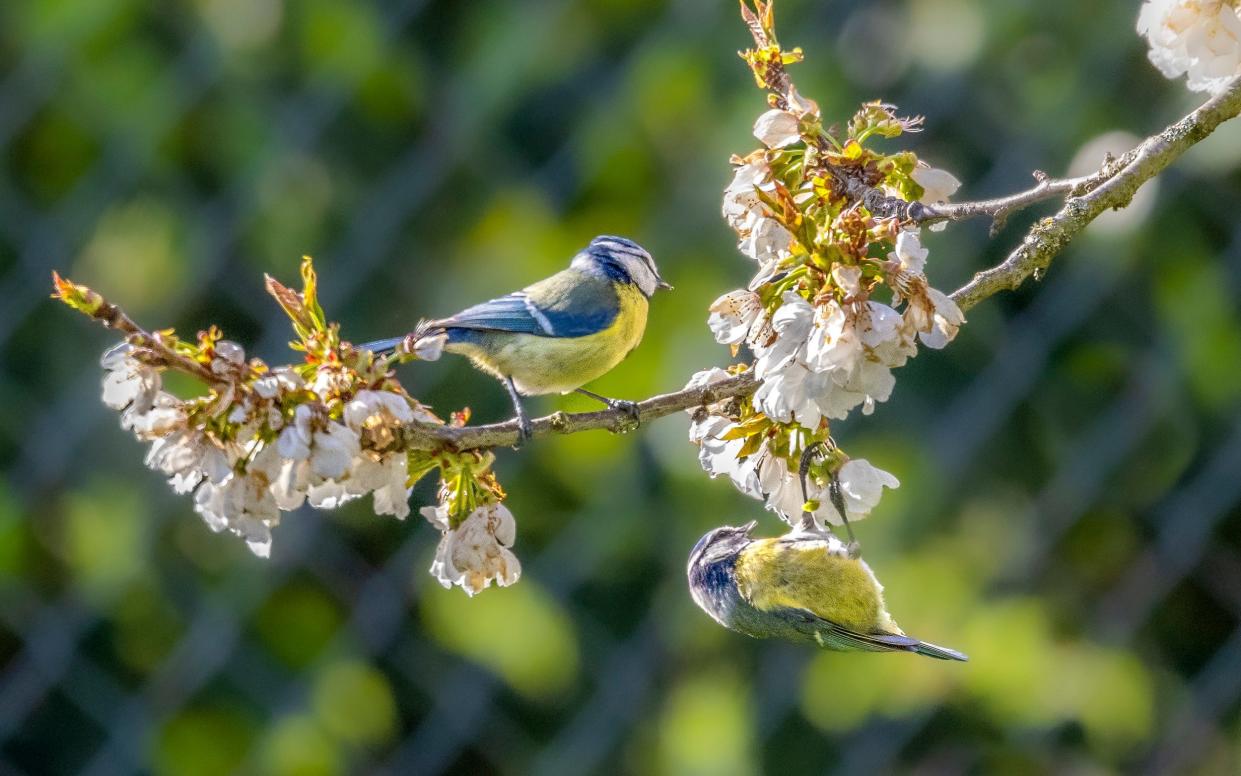 A Eurasian blue tit (Cyanistes caeruleus) on a branch of cherry blossom