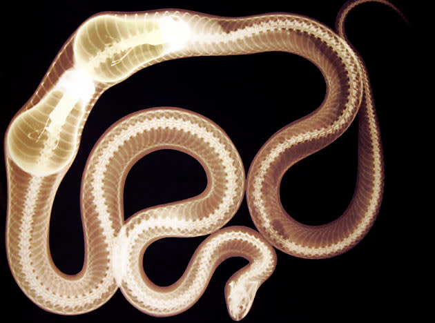 Radiografía de una serpiente que se tragó un par de bombillas de luz, que fue usada en la inauguración de un acto de 'Ripley's Believe It Or Not', en junio 21 de 2007 en Times Square, New York. AP Photo/ Ripley's Believe It Or Not