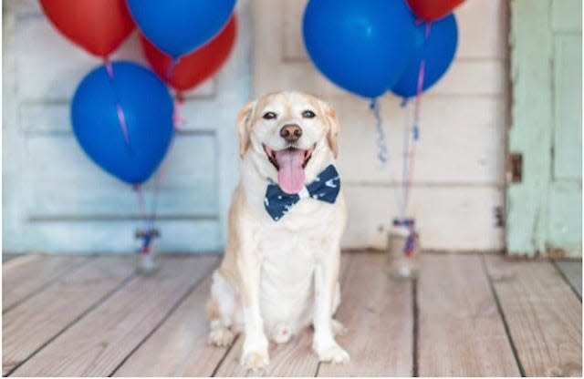In general it's a good idea to shield your dog from fireworks as best you can. The loud noises and odd smells emanating from Fourth of July celebrations can terrify your dog.