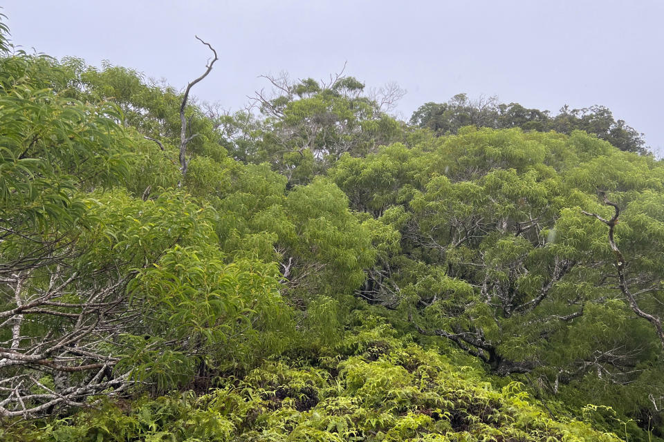 This June 2023 photo, provided by JC Watson, shows koa trees and understory of uluhe fern in the Upper Koolau Watershed near Mililani, Hawaii. (JC Watson via AP)