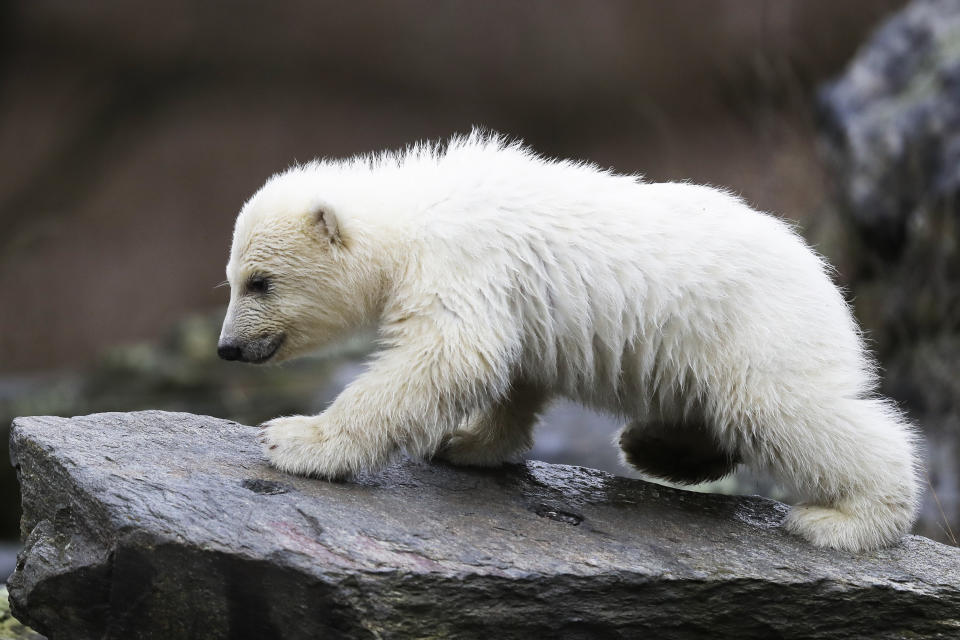 A female polar bear baby walks through its enclosure at the Tierpark zoo in Berlin, Friday, March 15, 2019. The still unnamed bear, born Dec. 1, 2018 at the Tierpark, is presented to the public for the first time. (AP Photo/Markus Schreiber)