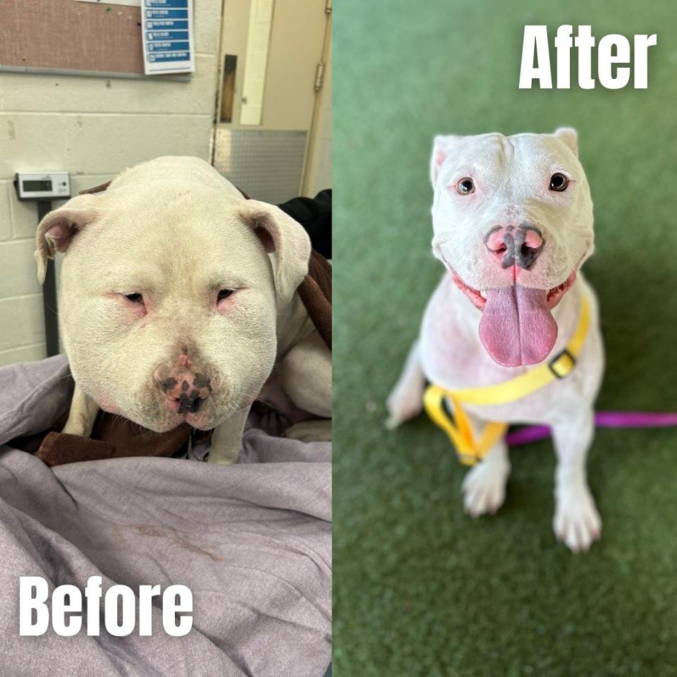 A dramatic before and after collage shows the swelling in Lola's head before her makeshift shoelace collar was removed by Animal Control staff. She has recovered and is now ready for adoption,