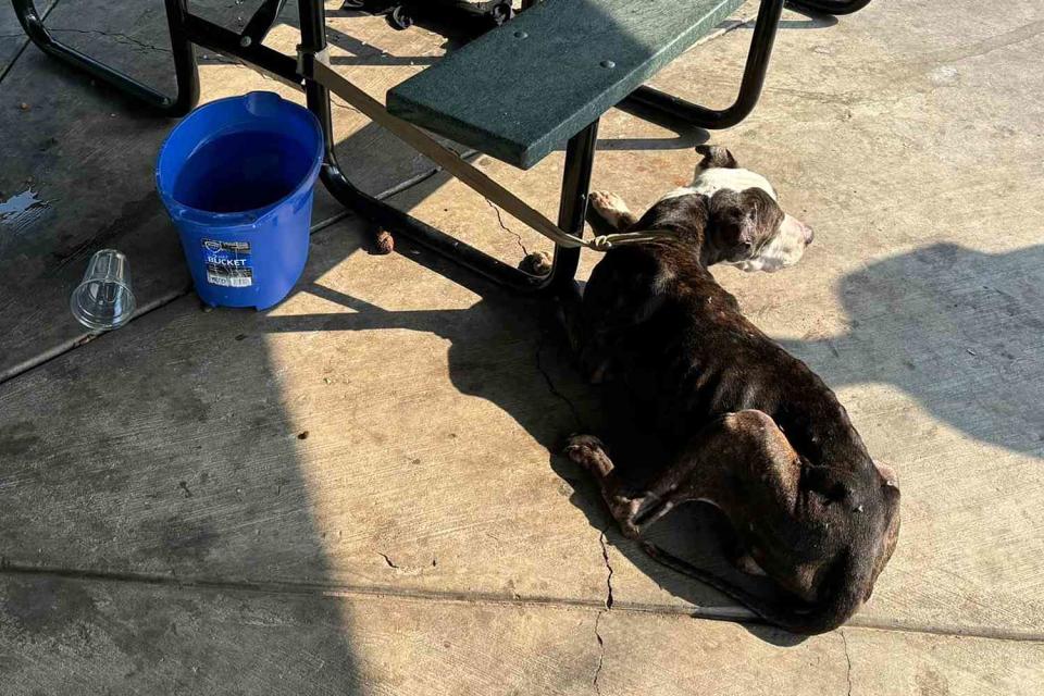 <p>Cuse Pit Crew</p> Max the dog tied to a picnic table in Syracuse, N.Y.