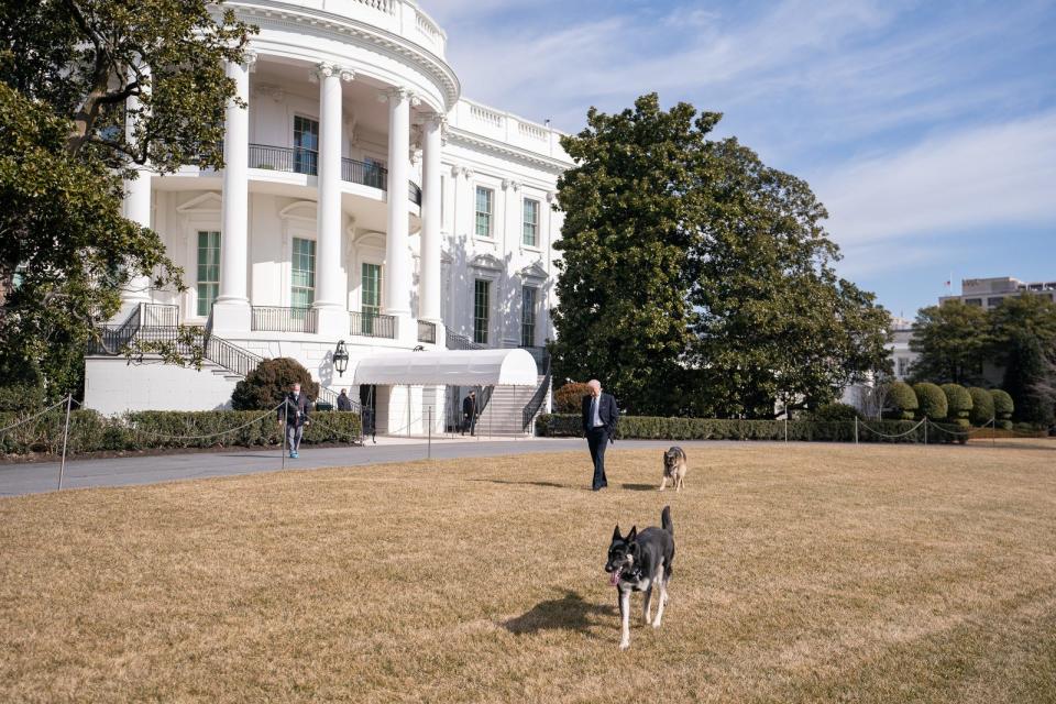 white house dogs