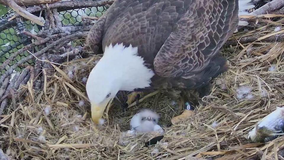 Dos águilas calvas salvajes eclosionaron con éxito sus huevos, su primera cría nació el 1 de enero.