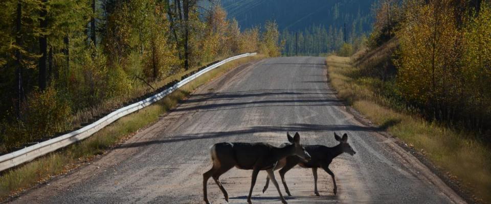 Mule Deer Crossing Road near Glacier National Park in Autumn