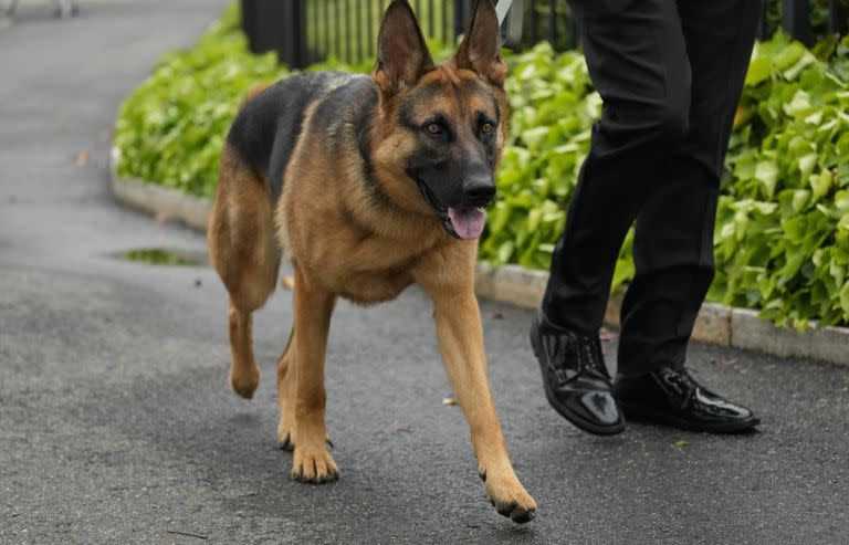 El perro del presidente Joe Biden, Commander, un pastor alemán, pasea fuera del ala oeste de la Casa Blanca en Washington