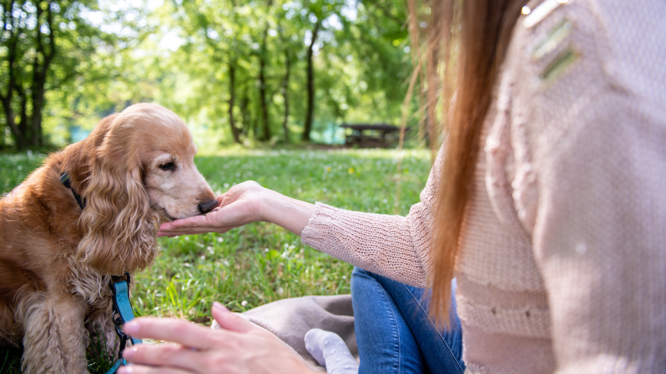 Owner feeding a dog a treat in a field