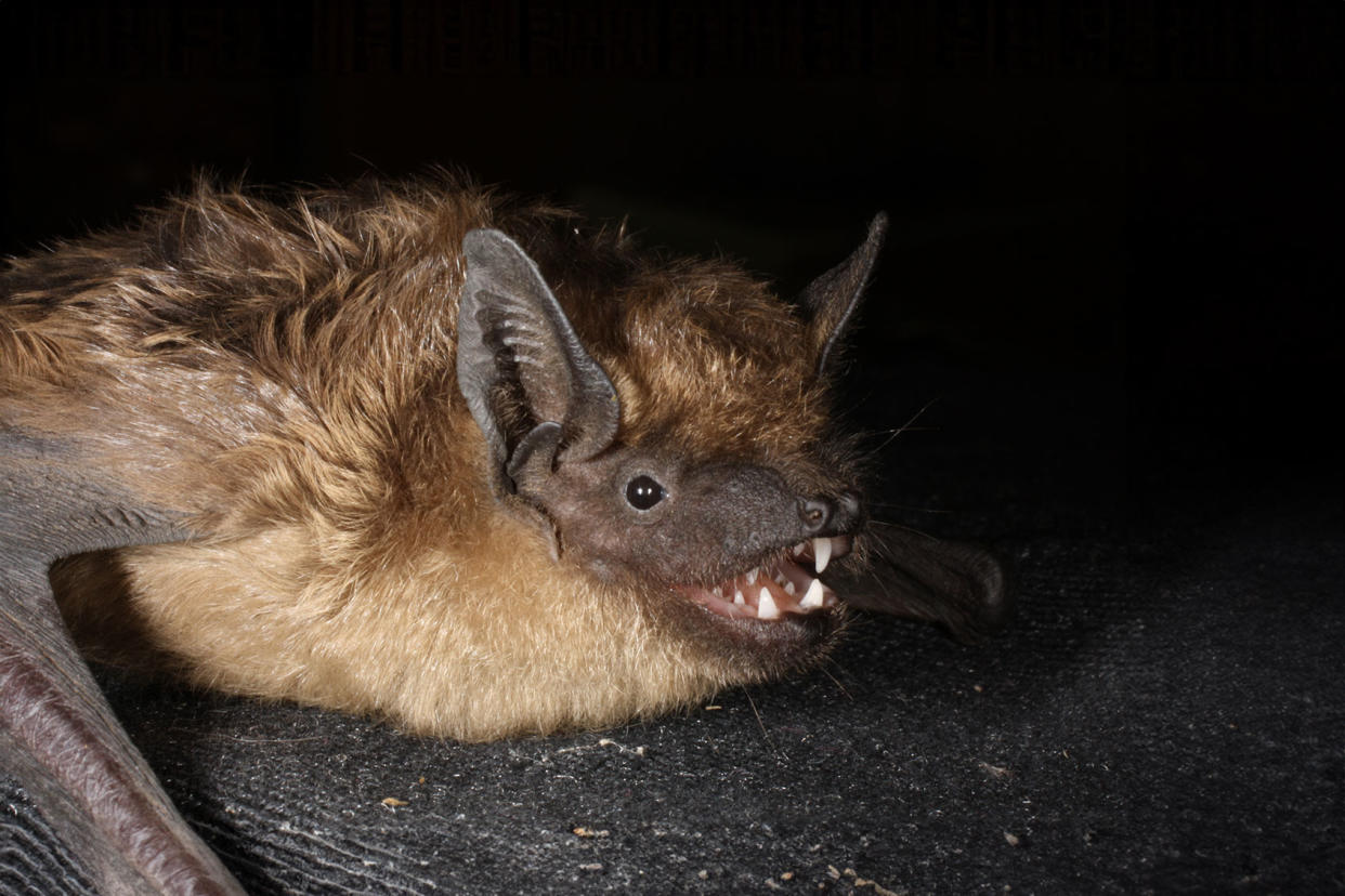 Serotine bat Alona Shulenko, CC BY-SA