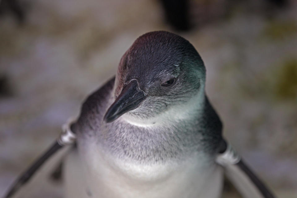 A baby penguin whose oil encrusted feathers have been cleaned recovers in the South African Foundation for the Conservation of Coastal Birds, SANCCOB after being rescued from Robben Island in Cape Town, South Africa, Monday, Sept. 3, 2012. (AP Photo/Schalk van Zuydam)