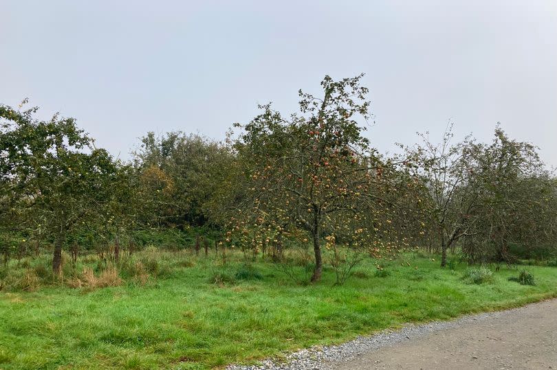 The ancient orchard which many of those who are against the National Trust's plans are concerned will be lost if a new car park is allowed to be built at the Trelissick estate