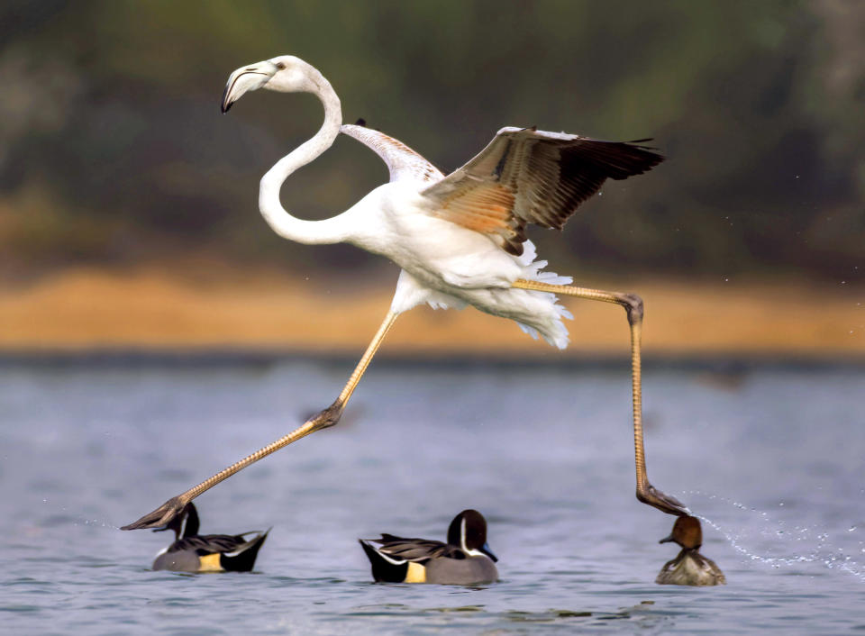 <p>A flamingo appears to be stepping on ducks’ heads in Dubai. (Photo: Qaderi Sami/Caters News) </p>