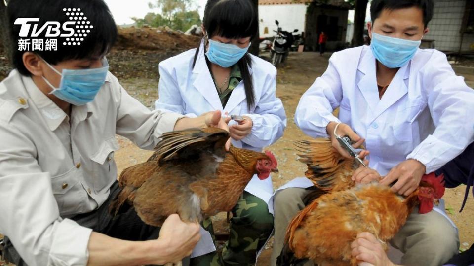 醫事人員為鳥禽類注射疫苗，降低感染風險。（圖／達志影像路透社）