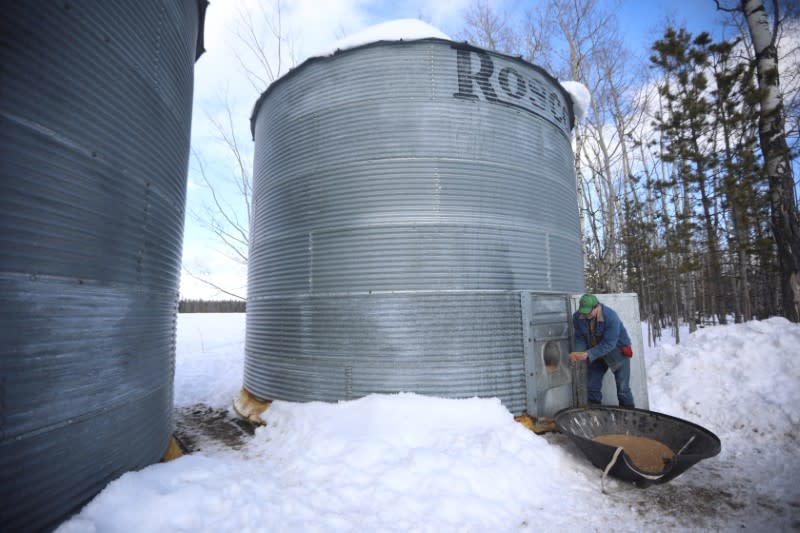 Farmer Steve Mackenzie-Grieve pulls harvested wheat from a grain bin at the Yukon Grain Farm near Whitehorse