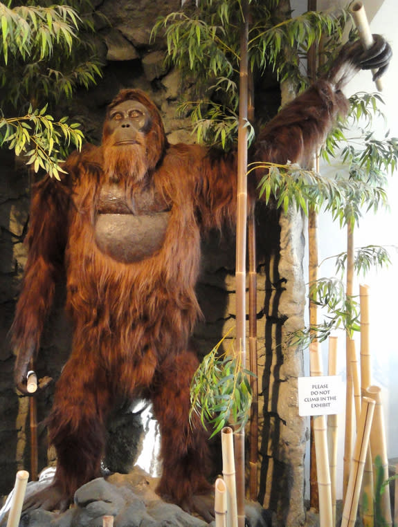 Did Bigfoot Really Exist? How Gigantopithecus Became Extinct