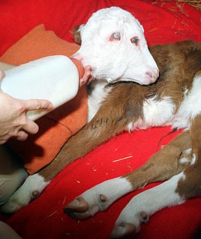 A Hereford calf with two joining heads is bottle fed at a veterinary clinic in Elk Grove, California on April, 2, 1987 where it was taken by owner Dick Harry. The twelve day old female calf can eat with both mouths but the one being fed is more dominant. (AP Photo/Walt Zeboski)