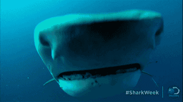 A close-up of a shark's face underwater, moving towards the camera with the text "#SharkWeek" and the Discovery Channel logo in the bottom right corner
