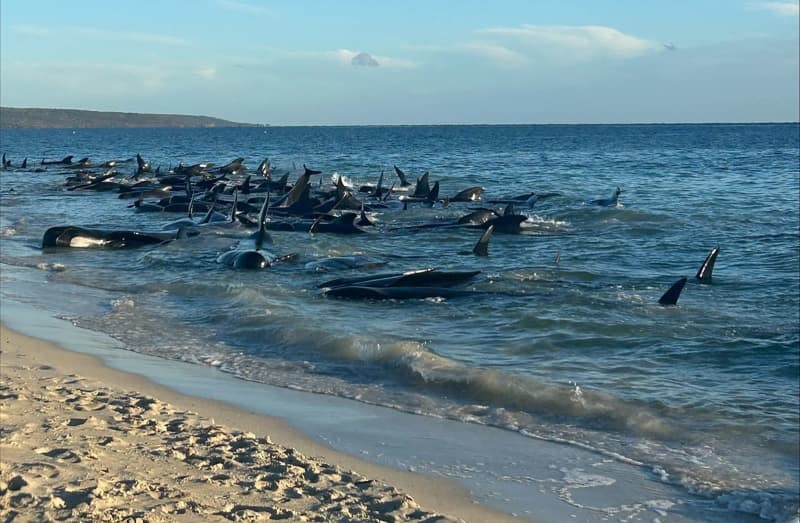 A supplied image obtained on Thursday, 25 April 2024, shows a mass stranding of whales at Toby's Inlet in Western Australia. -/PARKS AND WILDLIFE WESTERN AUSTRALIA/dpa