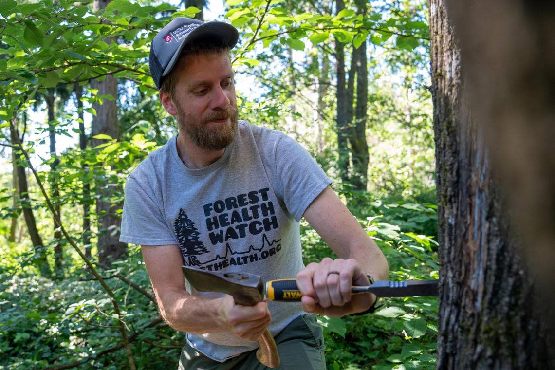 Joe Hulbert who has a PhD in plant diseases and is a researcher at WSU takes a sample from a Big Leaf Maple Tree that has been infected by sooty bark on Monday July 11, 2022 at Franklin Park in Tacoma, Wash.. He then takes it back to do tests so they are able to understand how the fungus affects the trees.