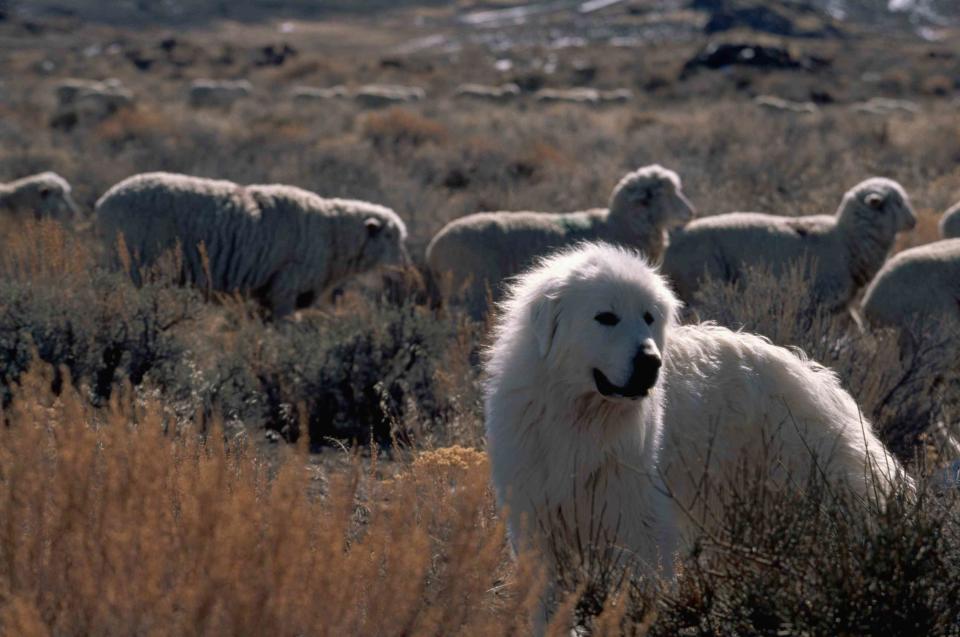 <p>Getty Images/Scott T. Smith</p> Great Pyrenees dogs are popular livestock guardians and pets.