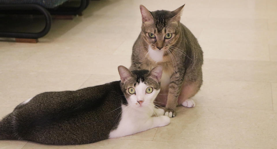 Mama Cat Chamomile and daughter Darjeeling. (Photo: Gabriel Choo / Yahoo Lifestyle Singapore)