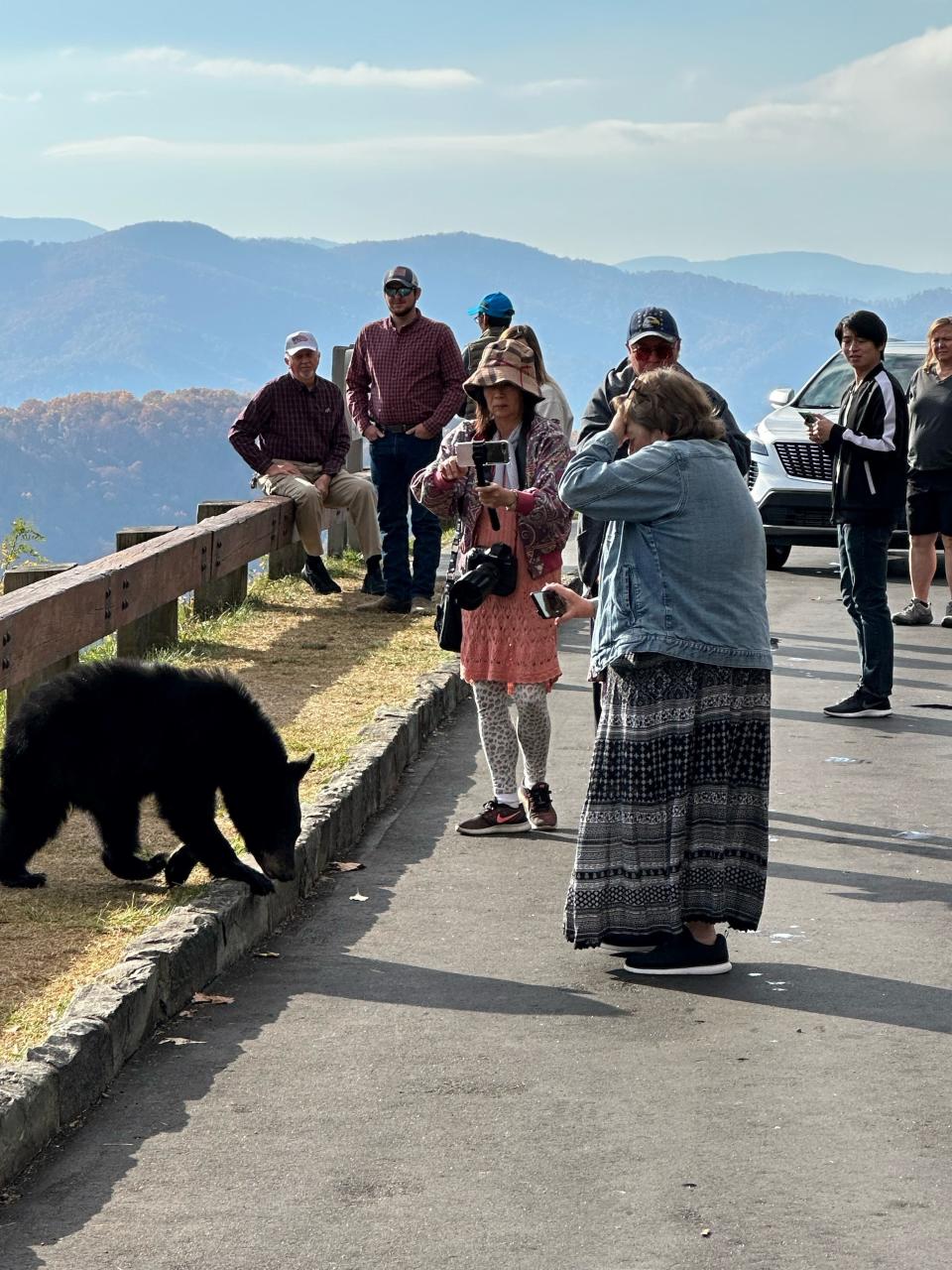 Blue Ridge Parkway visitors stand close to a black bear at Lane Pinnacle Outlook Oct. 29, 2023.