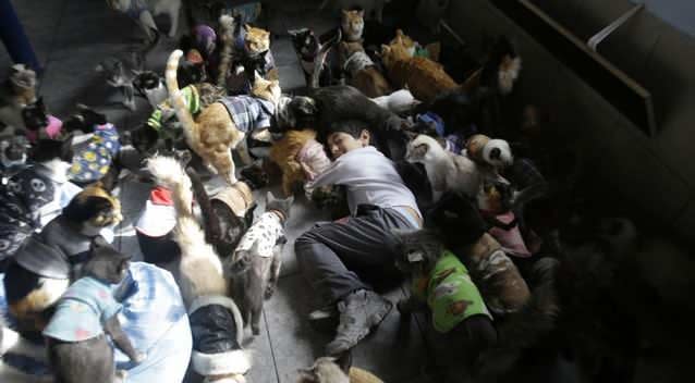 Maria Torero's son Fabian, 7, plays with the hospice's cats. Maria Torero, cares for 175 cats with leukemia at her home in Lima, Peru. Photo: AP