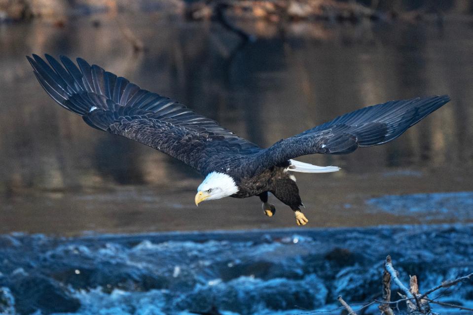 A bald eagle hunts for fish in the Hackensack River at the Oradell Reservoir in Harrington Park, N.J. on Friday Dec. 2, 2022. 