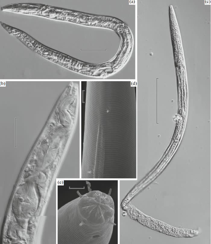 Nematodos procedentes de los depósitos de permafrost del río Kolyma y cuya antigüedad se remonta al Pleistoceno | imagen Shatilovich, Tchesunov et al.