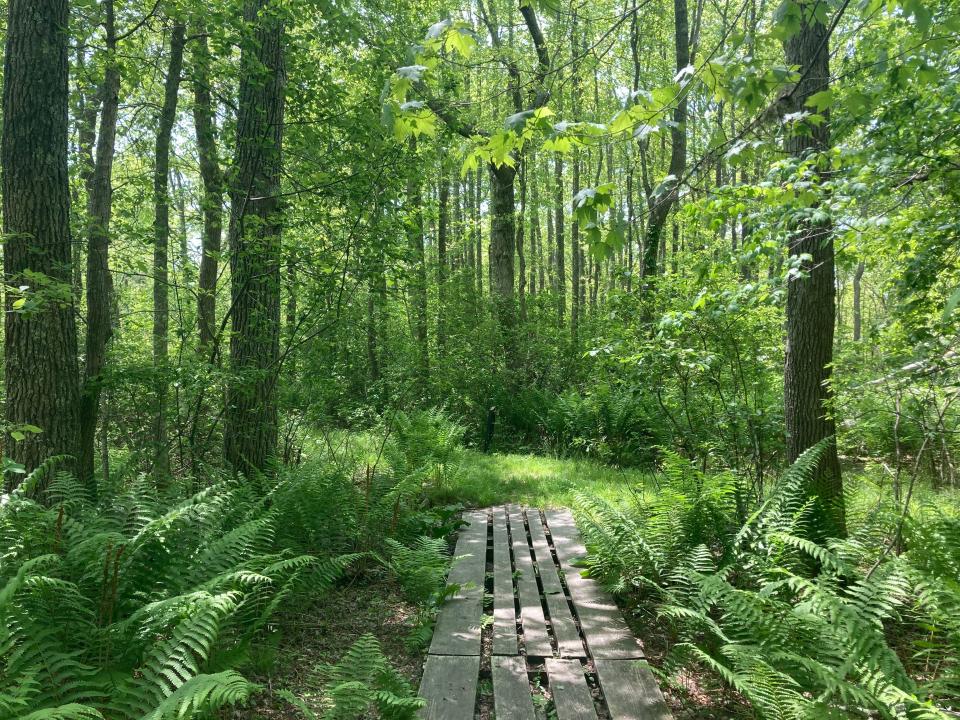 The glorious forest at the Bridge Creek Conservation Area in West Barnstable.