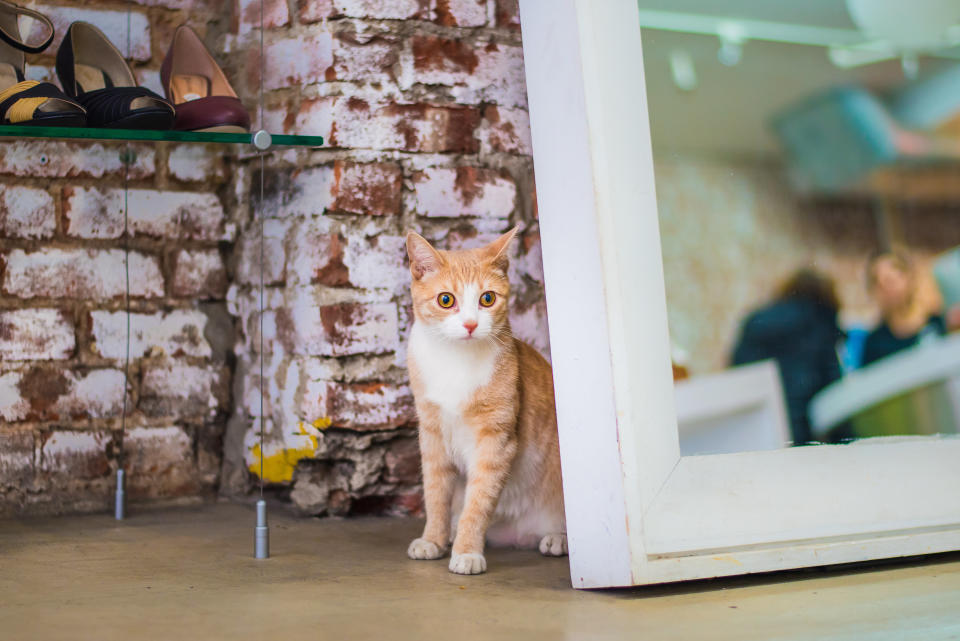 One of two cat helpers who preside over the merchandise at Moo Shoes in the Lower East Side, Manhattan.